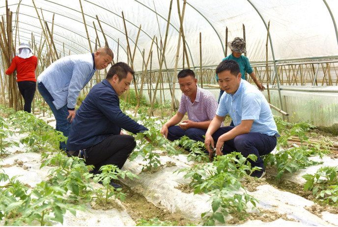 青梗菜，深入解析与种植技术落实