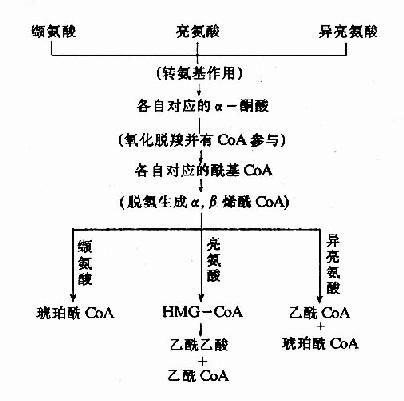 氨基酸类衍生物添加剂最新概览与全面解读