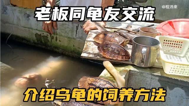 乌龟养殖最新动态报道与解读